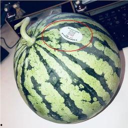 17网红吃瓜,揭秘娱乐圈幕后真相