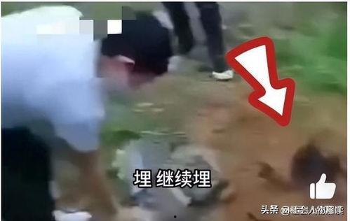 缅北视频爆料是真的吗还是假的,真相还是谣言？